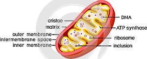 Structure of mitochondrion photo